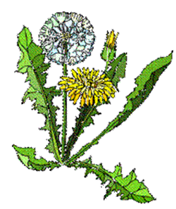 dandelion